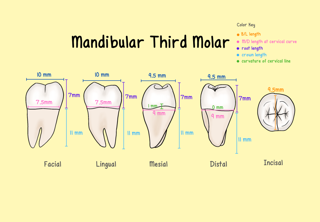 Mandibular First Molar Anatomy Mandibular Molars Anatomy app Mandibular First Molar Anatomy Mandibular Molars Anatomy app