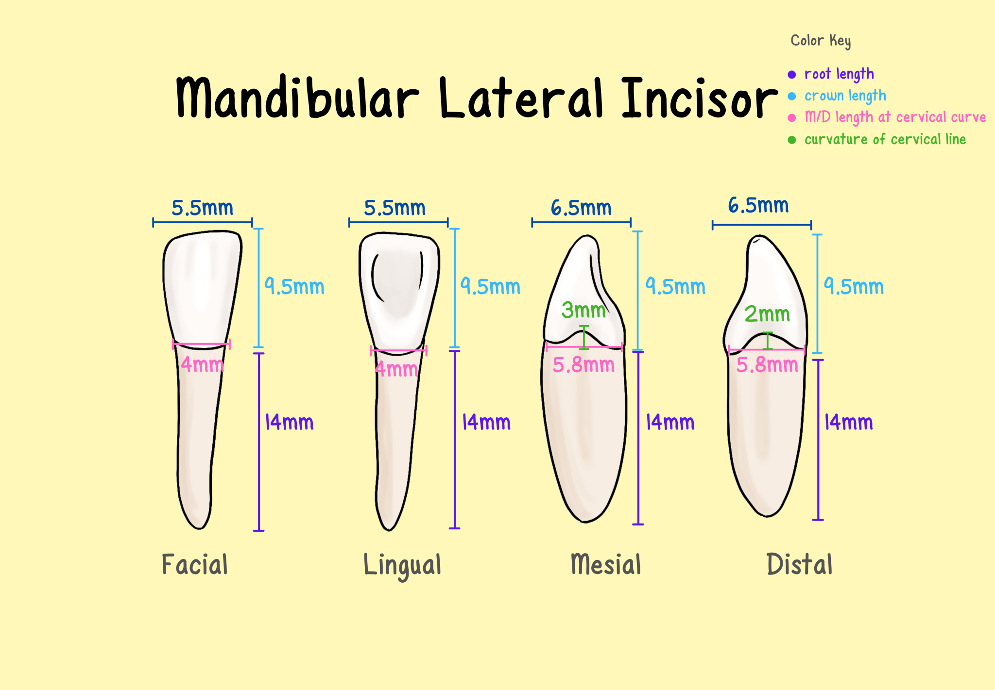 Incisors - My Dental Key