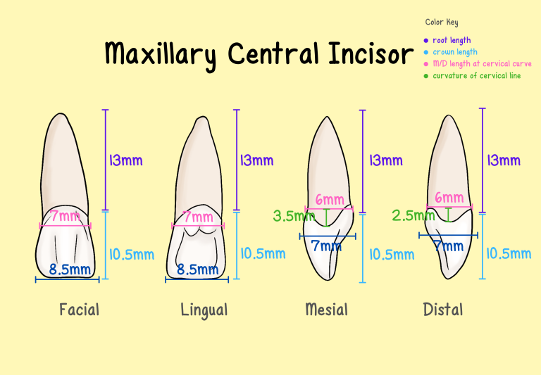 Incisors - My Dental Key