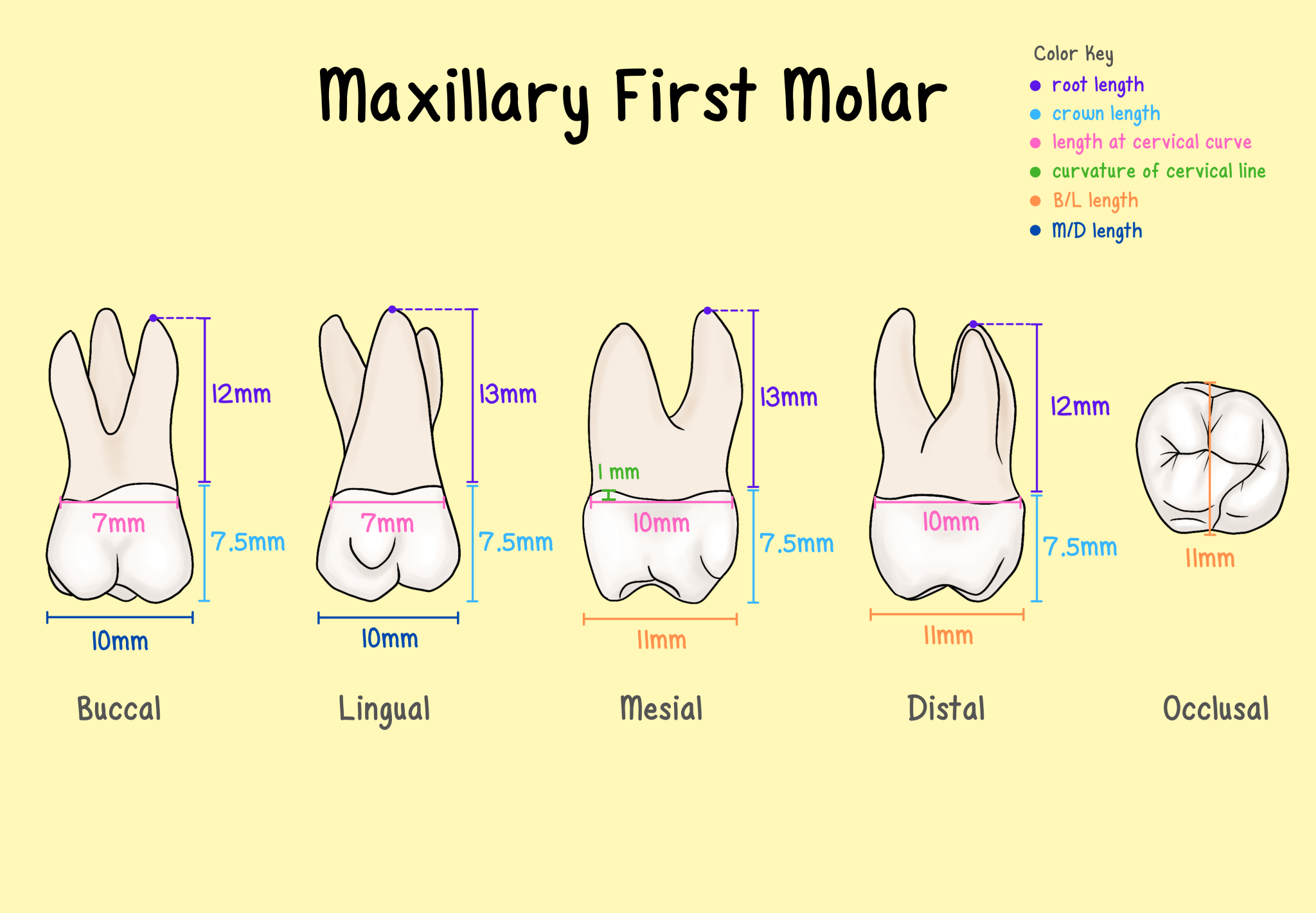 Maxillary Molars - My Dental Key