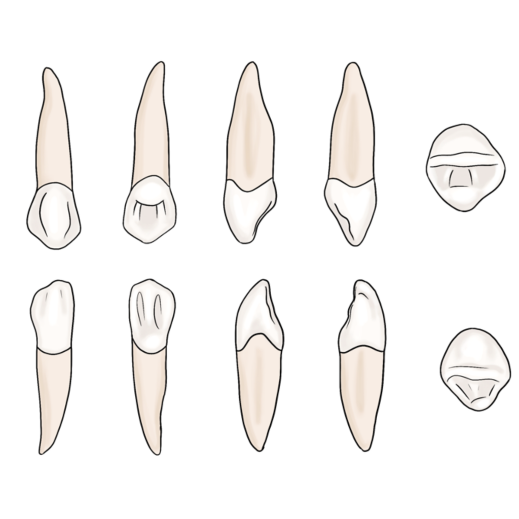 Dental Anatomy - My Dental Key
