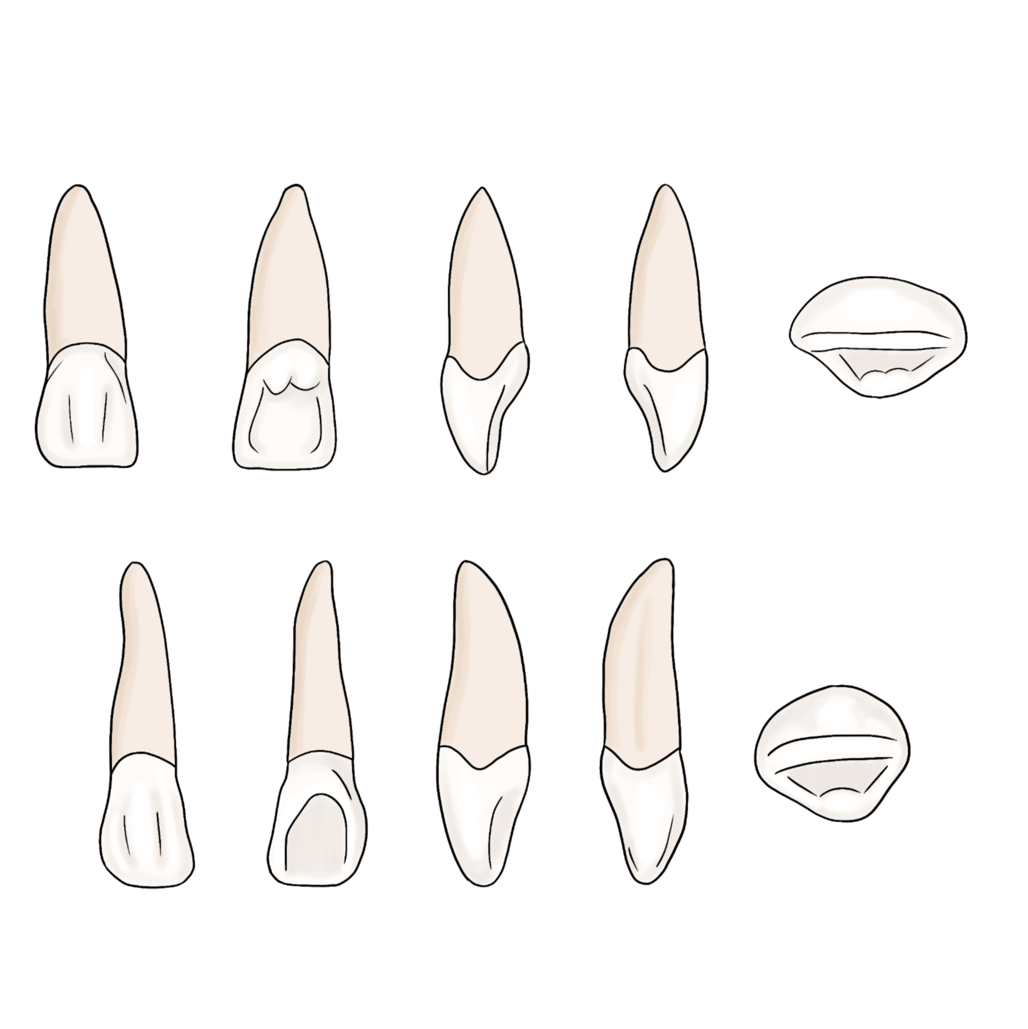 Incisors My Dental Key