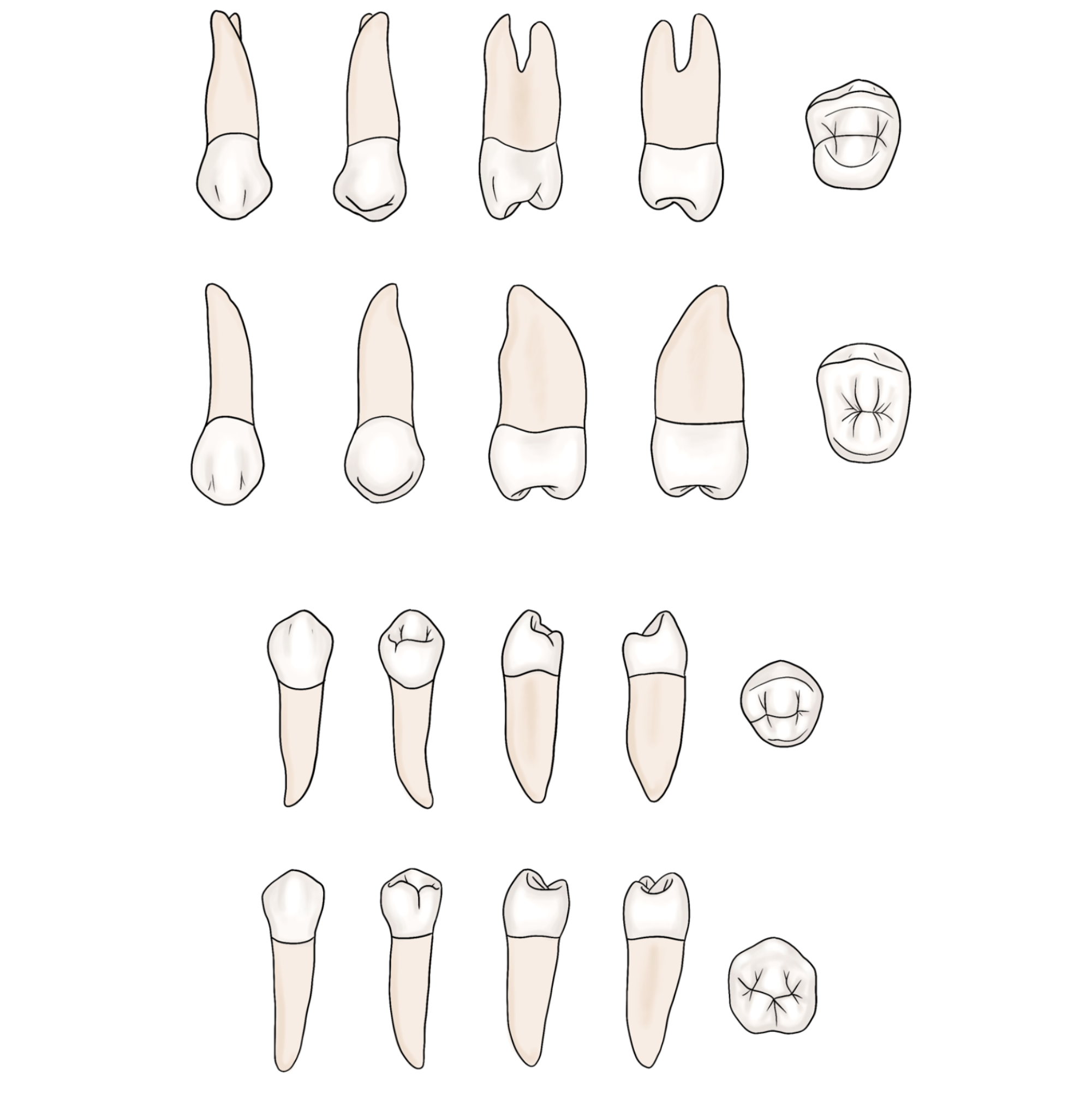 Premolars - My Dental Key