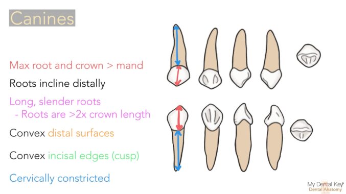 Pediatric Dental Anatomy - My Dental Key