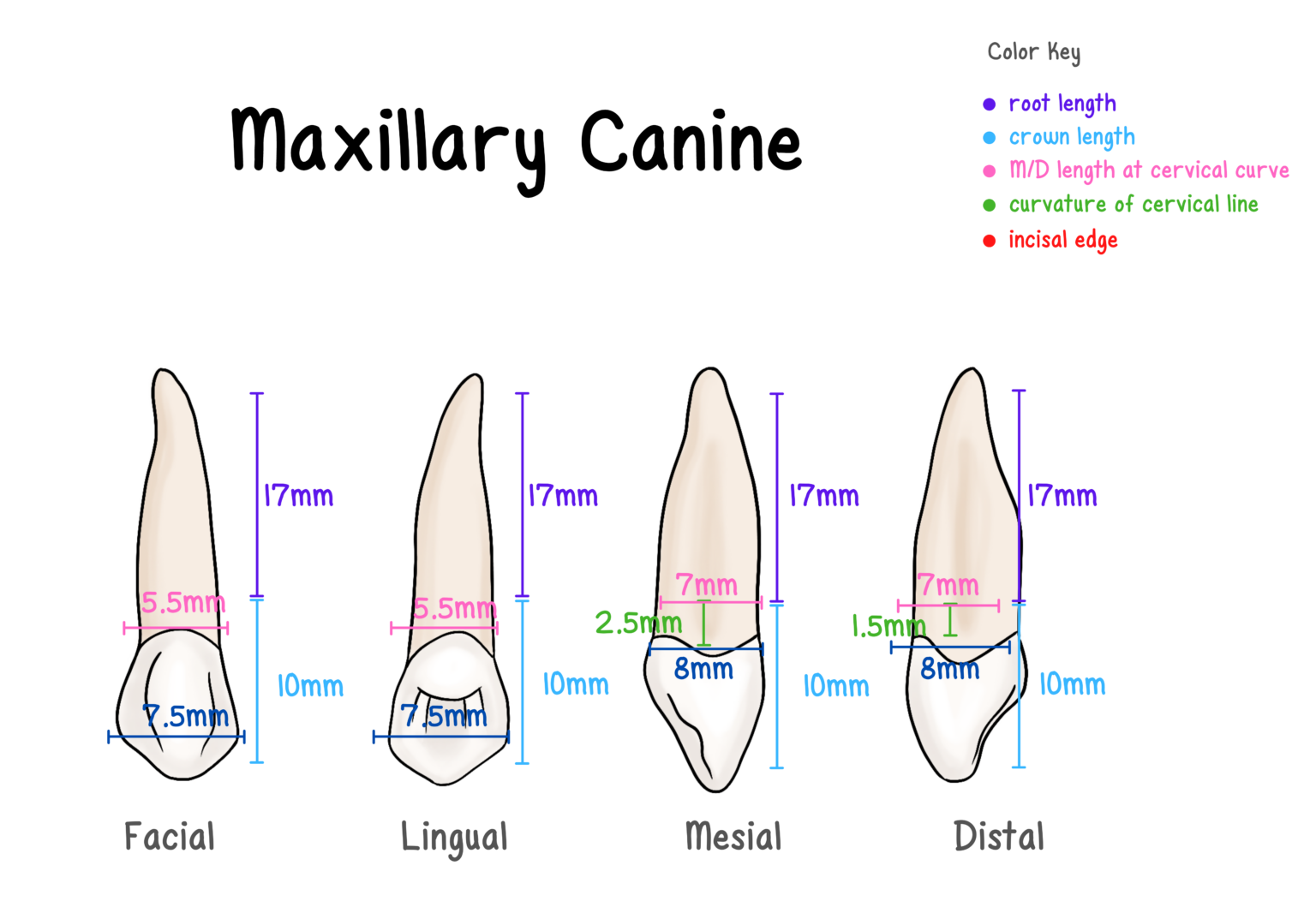 How Many Canines Canines - My Dental Key